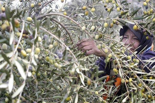 همایش ملی زیتون به میزبانی گلستان برگزار می شود همایش ملی زیتون به میزبانی گلستان برگزار می گردد