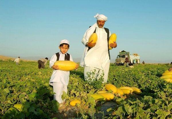 خبرنگاران بیشترین خربزه ایران در تربت جام خراسان رضوی تولید خبرنگاران بیشترین خربزه ایران در تربت جام خراسان رضوی تولید می شود